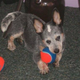 The small dog killed by SWAT-team members
Justice for Angel via Facebook